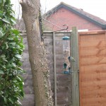 Debbie's Garden Blue Tit on Feeder Debbie's Garden Blue Tit on Feeder
