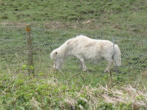 The Sausage Pony