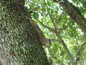 Topeekeegee-Yugnee Park Hollywood Florida - Squirrel