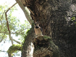 Topeekeegee-Yugnee Park Hollywood Florida - Blue Jay
