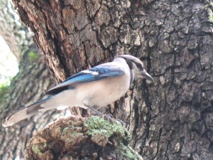 Topeekeegee-Yugnee Park Hollywood Florida - Blue Jay