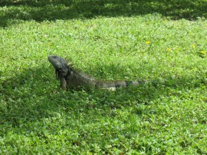 Topeekeegee-Yugnee Park Hollywood Florida - Iguana