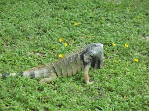 Topeekeegee-Yugnee Park Hollywood Florida - Iguana