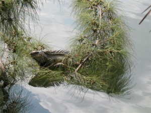 Topeekeegee-Yugnee Park Hollywood Florida - Iguana