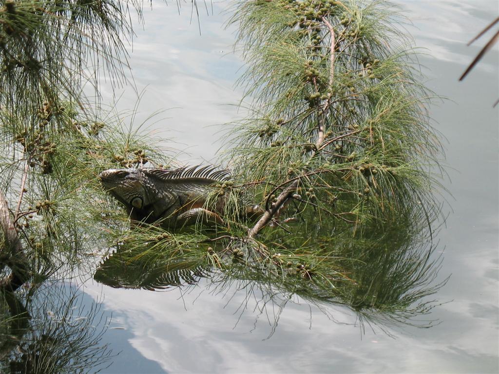 Topeekeegee Yugnee Park Hollywood Florida   Iguana