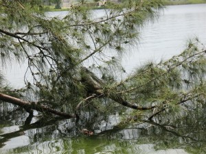 Topeekeegee-Yugnee Park Hollywood Florida - Iguana