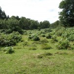 IMG_4661 (Large)