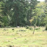 IMG_4662 (Large)