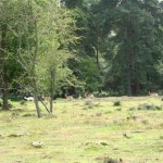 IMG_4663 (Large)