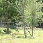 IMG_4664 (Large)