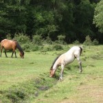 IMG_4674 (Large)
