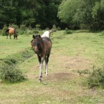 IMG_4676 (Large)