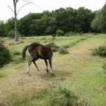 IMG_4682 (Large)