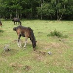 IMG_4683 (Large)
