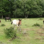 IMG_4684 (Large)