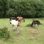 IMG_4685 (Large)