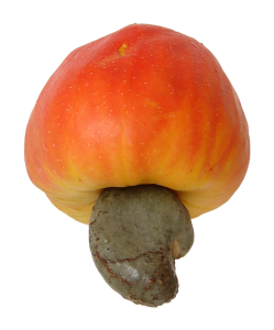 cashew fruit from Brazil