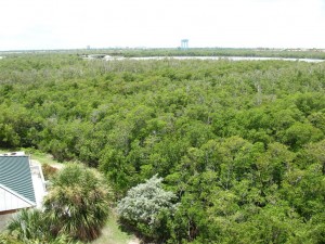 Anne Kolb Nature Reserve Broward County Florida