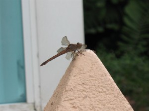 A beautiful Dragonfly that posed for me at Hollywood Beach in Florida