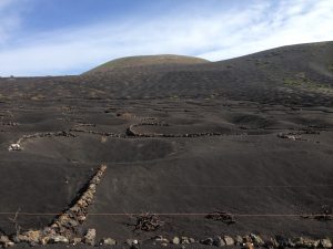 Lanzarote - Vines growing in the lava fields