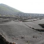 Growing grape vines on the island of Lanzarote