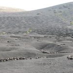 Growing grape vines on the island of Lanzarote