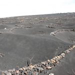 Growing grape vines on the island of Lanzarote