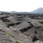 Growing grape vines on the island of Lanzarote