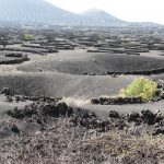 Growing grape vines on the island of Lanzarote