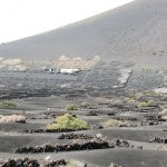 Growing grape vines on the island of Lanzarote